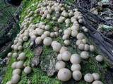 Apioperdon pyriforme image