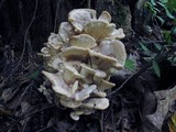 Meripilus sumstinei image