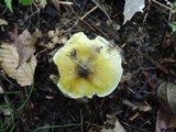 Tricholoma subsejunctum image