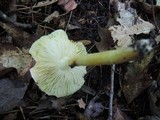 Tricholoma subsejunctum image