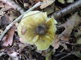 Tricholoma subsejunctum image