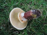 Suillus grevillei image