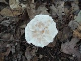 Abortiporus biennis image