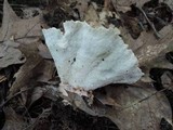 Abortiporus biennis image