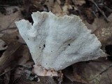 Abortiporus biennis image