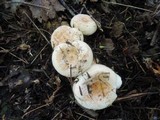 Lactarius pubescens image