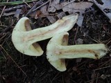 Tricholoma fulvum image
