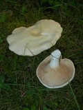 Clitopilus prunulus image