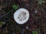 Amanita smithiana image