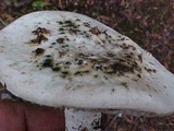 Amanita smithiana image