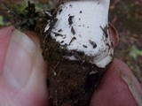 Amanita smithiana image