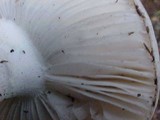 Amanita smithiana image