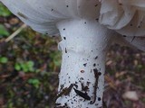 Amanita smithiana image