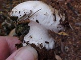 Amanita smithiana image