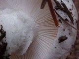 Amanita smithiana image
