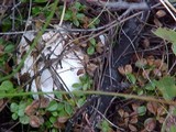 Amanita smithiana image