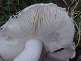 Amanita smithiana image