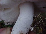 Amanita smithiana image