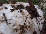 Amanita smithiana image