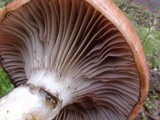 Gomphidius smithii image