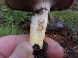 Gomphidius smithii image