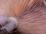 Lactarius rubrilacteus image