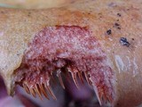 Lactarius rubrilacteus image