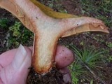 Lactarius rubrilacteus image