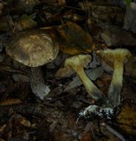 Leccinum snellii image