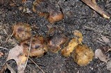 Melanogaster broomeanus image