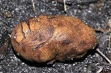 Melanogaster broomeanus image