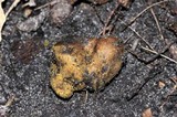 Melanogaster broomeanus image