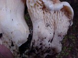 Cantharellus subalbidus image