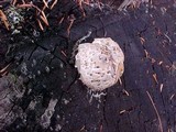 Neolentinus ponderosus image