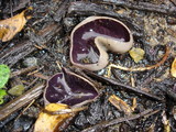 Peziza violacea image