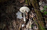 Leccinum holopus image