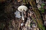 Leccinum holopus image