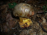 Boletus torosus image