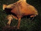 Paxillus involutus image