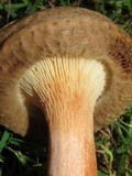 Paxillus involutus image