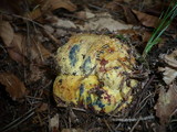 Boletus torosus image