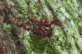 Ductifera pululahuana image