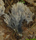 Helminthosphaeria clavariarum image