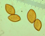 Cortinarius collinitus image