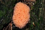 Tubulifera arachnoidea image