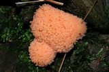Tubulifera arachnoidea image