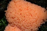 Tubulifera arachnoidea image