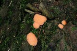 Tubulifera arachnoidea image