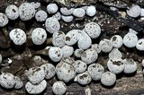 Phleogena faginea image