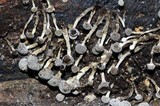 Phleogena faginea image